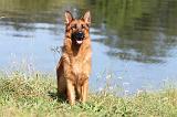 BERGER ALLEMAND 733